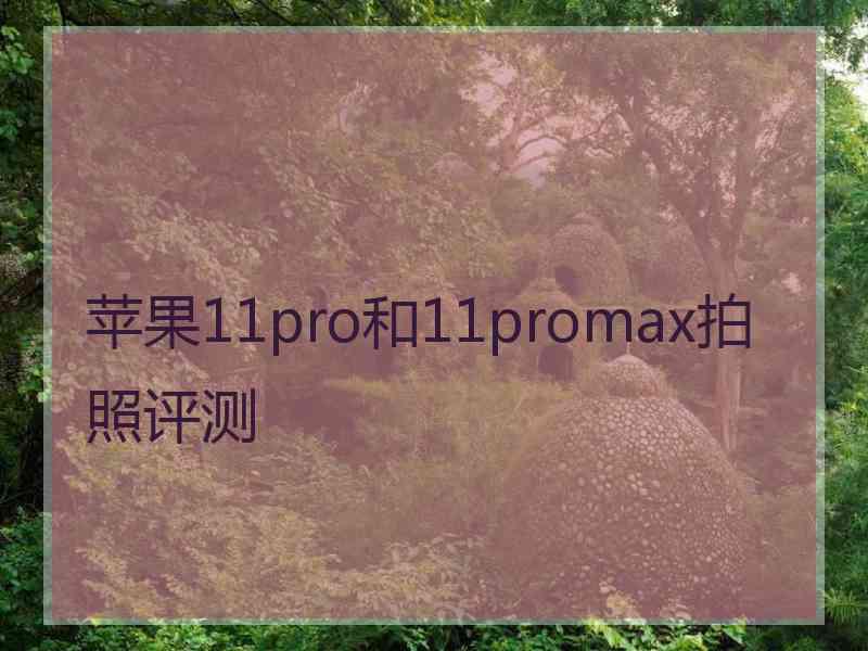 苹果11pro和11promax拍照评测