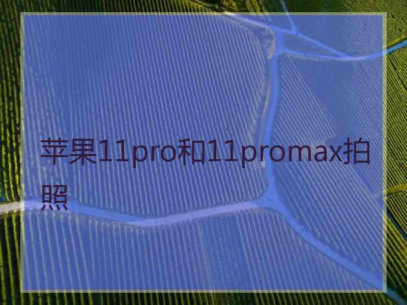 苹果11pro和11promax拍照